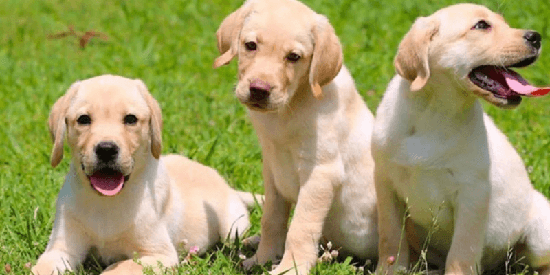 Điềm Báo Nằm Mơ Thấy Chó Từ AA88